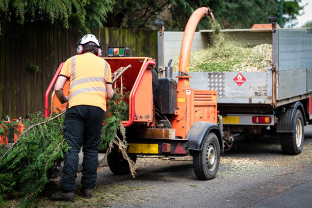 Best Tree Mulching  in Rochester, NY