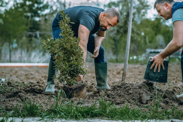How Our Tree Care Process Works  in  Rochester, NY