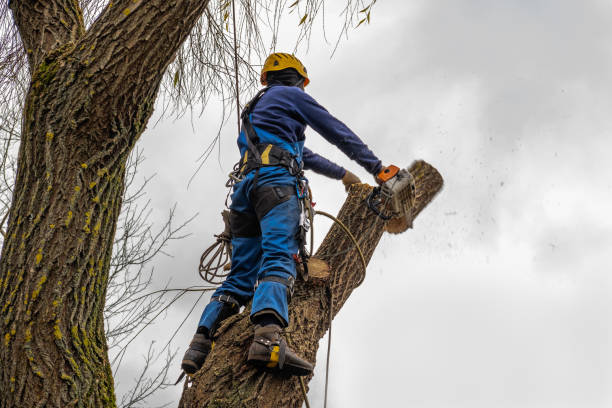 Professional Tree Services in Rochester, NY