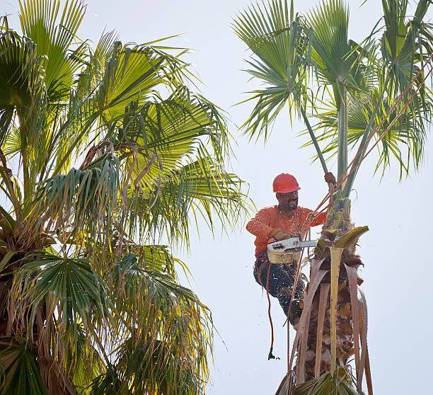 Best Tree Maintenance Programs  in Rochester, NY