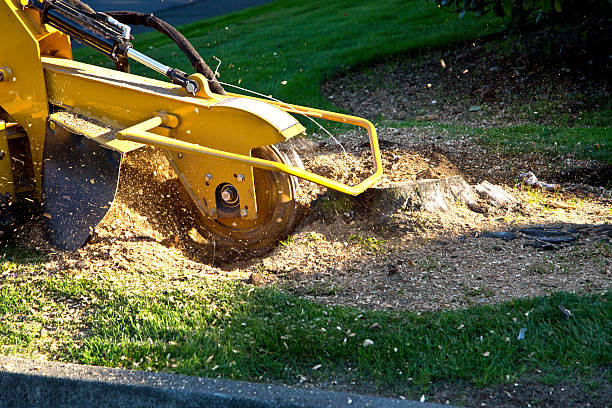 Best Tree Health Inspection  in Rochester, NY