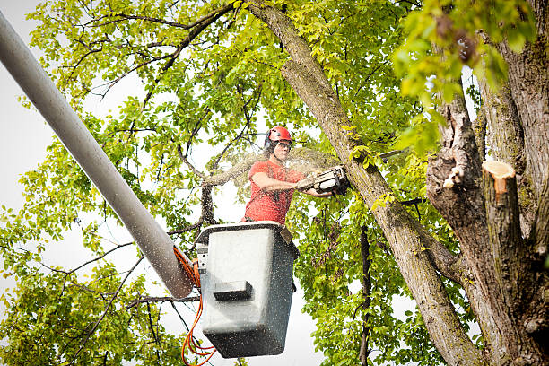 Best Tree Cabling and Bracing  in Rochester, NY
