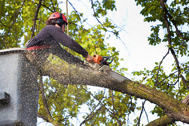 Best Lawn Watering Services  in Rochester, NY