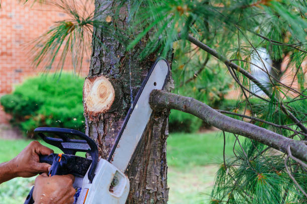 Best Arborist Consultation Services  in Rochester, NY